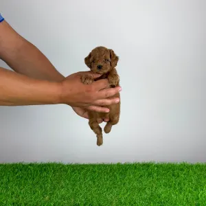 Poodle Miniature - Tami