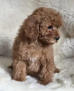 Cavapoo - Mona