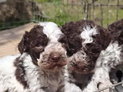 Lagotto Romanjolo - Delittle The Royal Town Of Bobovac
