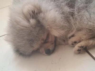 Pomeranian - Honey Sade