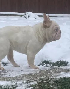 Francia bulldog - Dömpi 