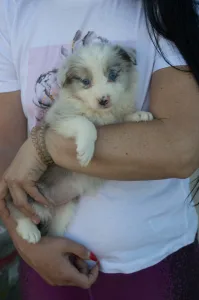 Border Collie - Zöld Nyakörv/ Slate Merle Szuka