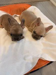 Französische Bulldogge - Baby Boy