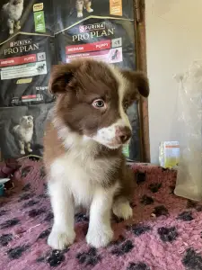 Border Collie - Brownstone Of Dynamic Pleasure