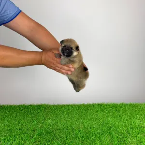 Pomeranian - Higgie