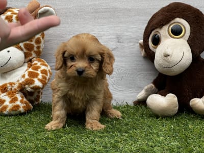 Cavapoo - Union Starlet