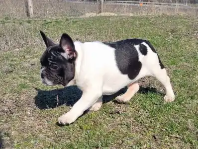 Bouledogue français - Imobile