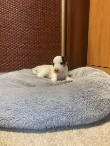 Drótszőrű foxterrier - Diablo Born Of Eastern Curse