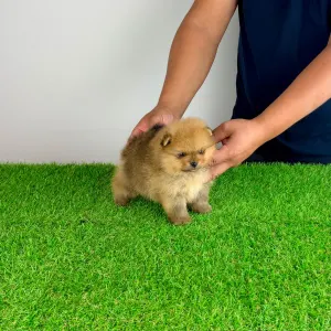Pomeranian - Texus