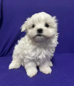 Malteser - White Silk Dodó