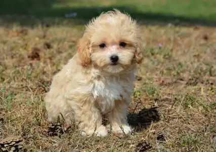 Maltipoo - Polly