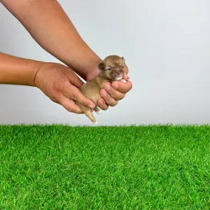 Chihuahua - Kamill