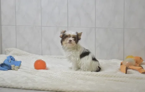 Бивер-йоркширский терьер - Ria Orient 