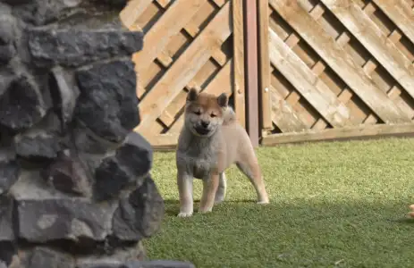 Shiba - Bravados Iria