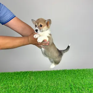 Welsh Corgi Pembroke - Rydia