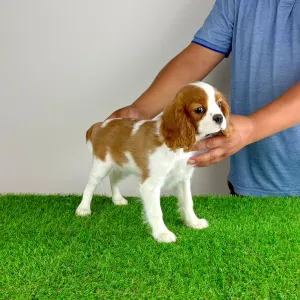 Cavalier King Charles Spaniel - Rhona