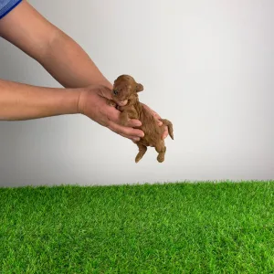 Trpasličí pudl - Markus