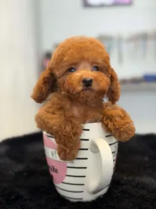 Caniche Toy - Harry