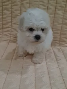 Bichon frisé - Evelyn