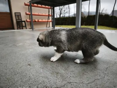 West Siberian Laika - Arny