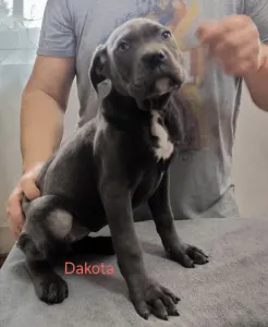 Cane Corso Italiano - Forza Di Diavolo Dakota