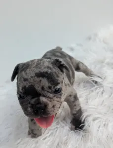 French Bulldog - Szofi