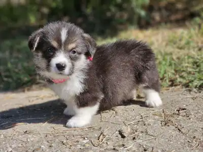 Welsh Corgi Pembroke - Léna