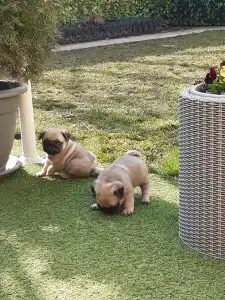 Papillon - Apple Of My Eye 