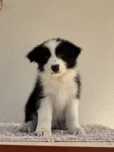 Border collie - Fields Of Treasure Blossom Breeze