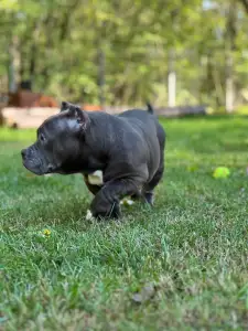Amerikai Bully - Pocket - Blue