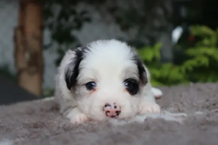 Border Collie - Banduren Border Flow