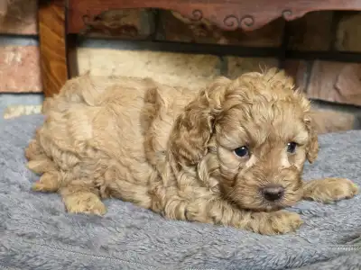 Cavapoo - Toffee