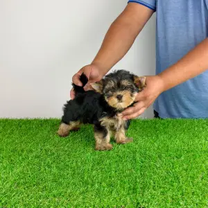Yorkshire Terrier - Amina