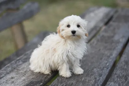 Maltipoo - Miro