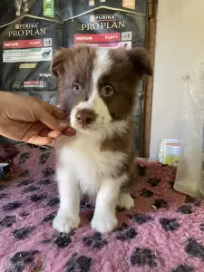 Border Collie - Brownstone Of Dynamic Pleasure