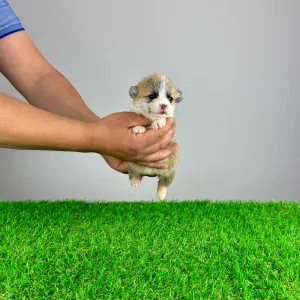 Pembroke Welsh Corgi - Prissy