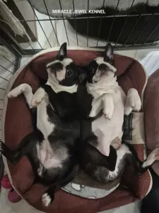 Boston Terrier - Miracle Jewel 