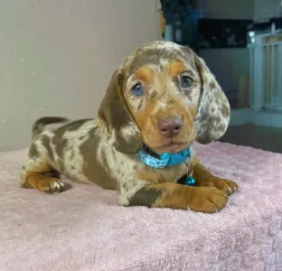 Dachshund - Chris