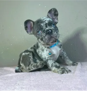 Buldog francuski - Arnold