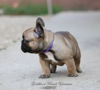 Francia bulldog - Yasmine 