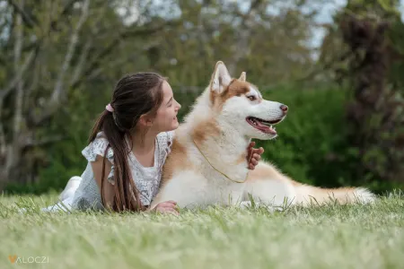 Siberian Husky - Polar Moonlights