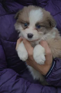 Border Collie - Aston