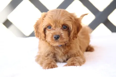 Cavapoo - Bruno