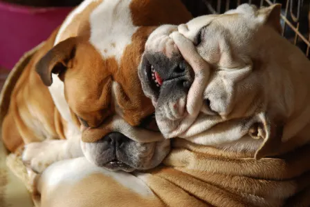 Englische Bulldogge - Rengőhegyi-orman Kennel