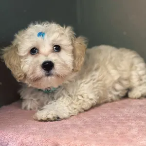 Maltipoo - Matthew