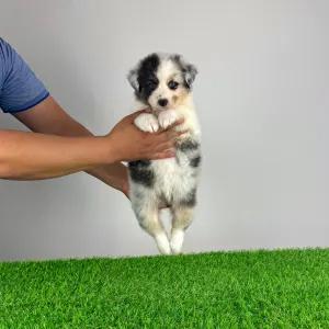 Australian Shepherd - Zenzi