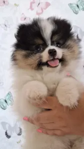 Pomeranian - Csibészke