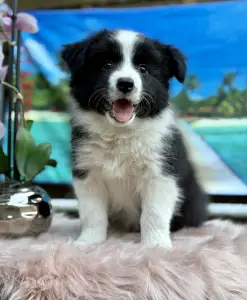 Border Collie - Legacy Live Forever Pieces Of A Dream