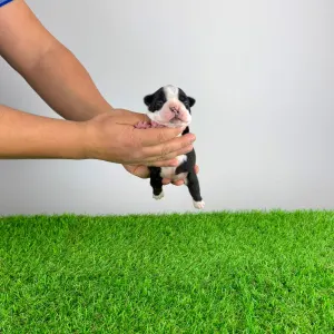 Boston Terrier - Frank