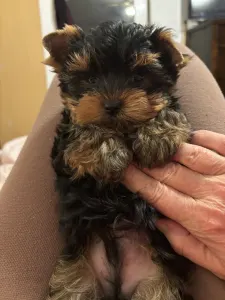 Yorkshire Terrier - Levi